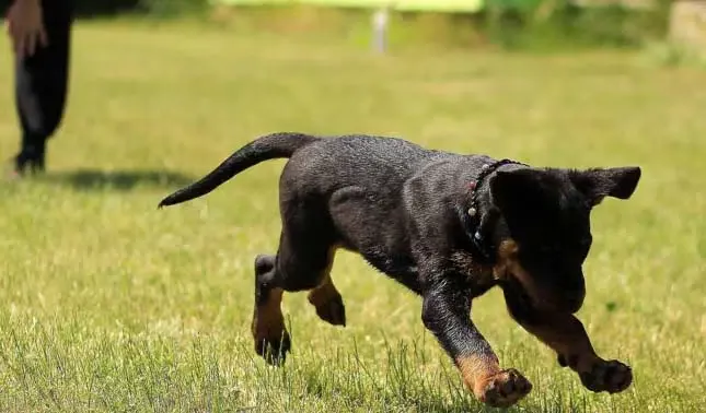Dog Training 1024x776 1