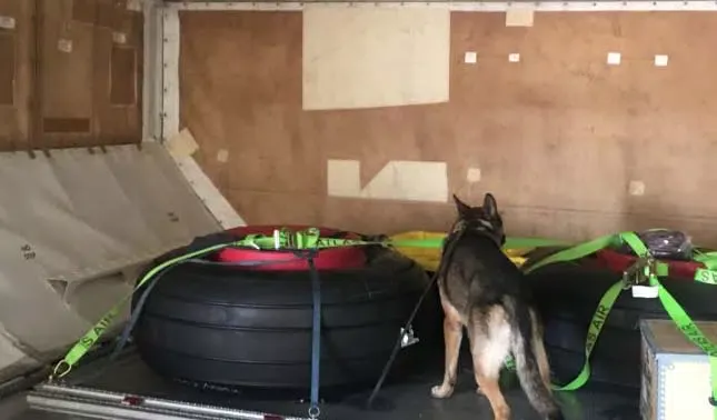 Professional Drug Sniffing Dogs Thailand | OODK9
